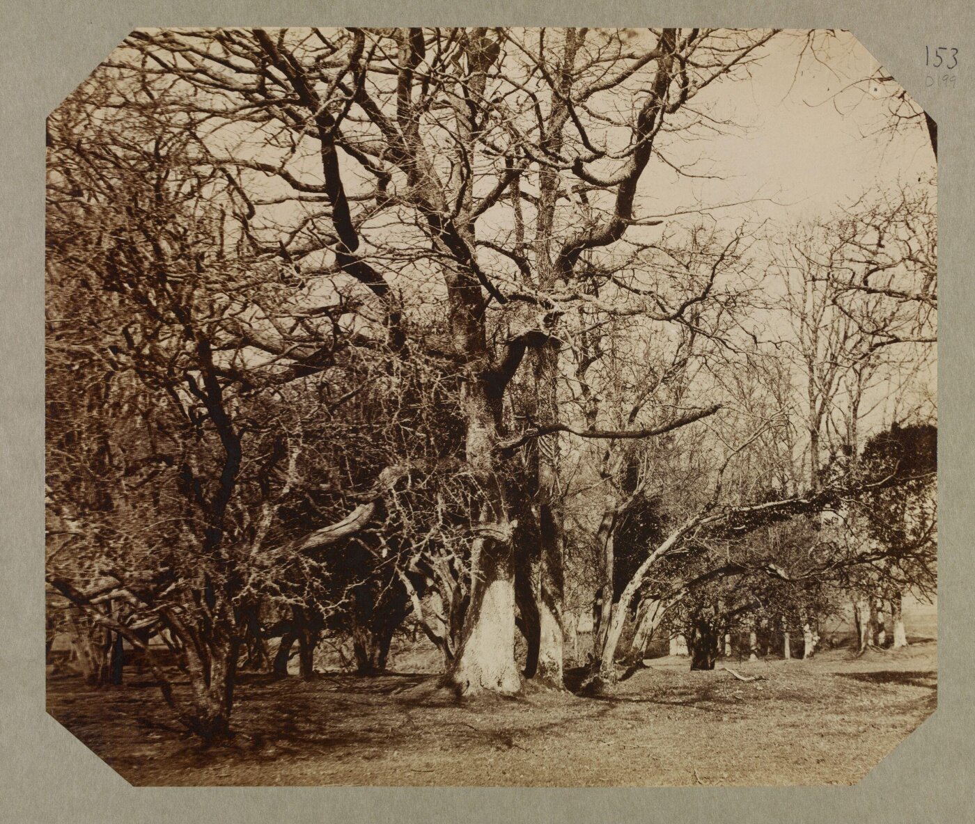 Clementina, Lady Hawarden, Photograph