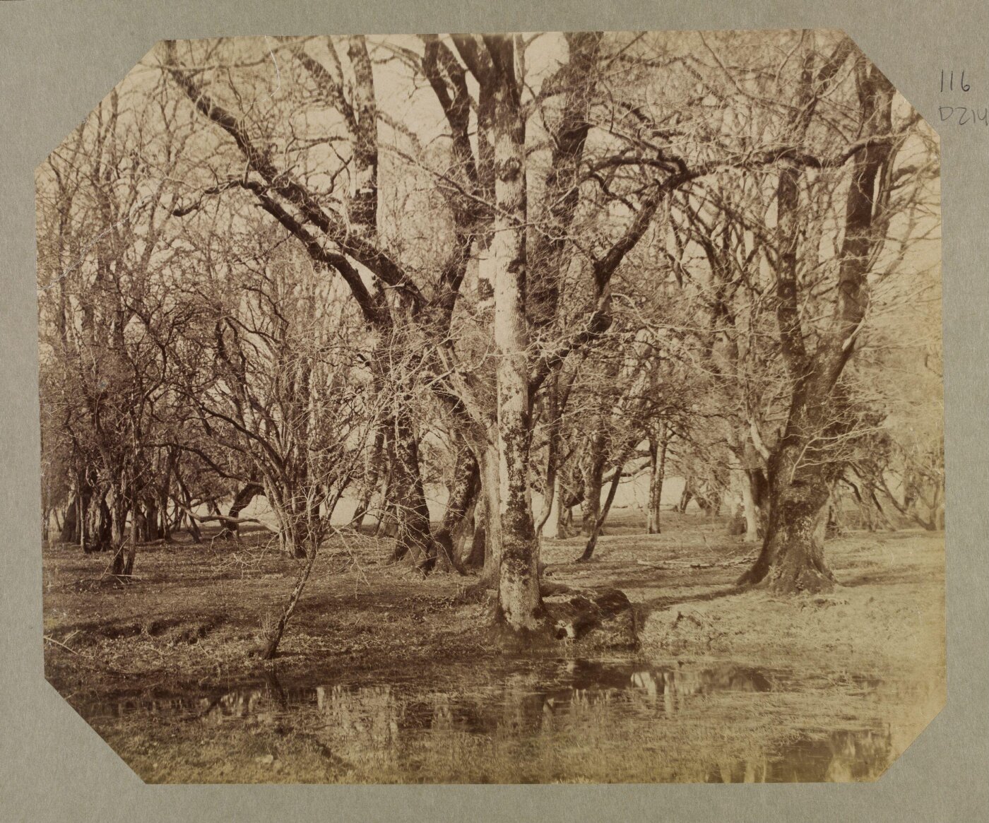 Clementina, Lady Hawarden, Photograph