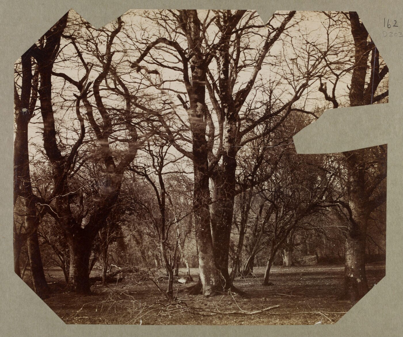 Clementina, Lady Hawarden, Photograph