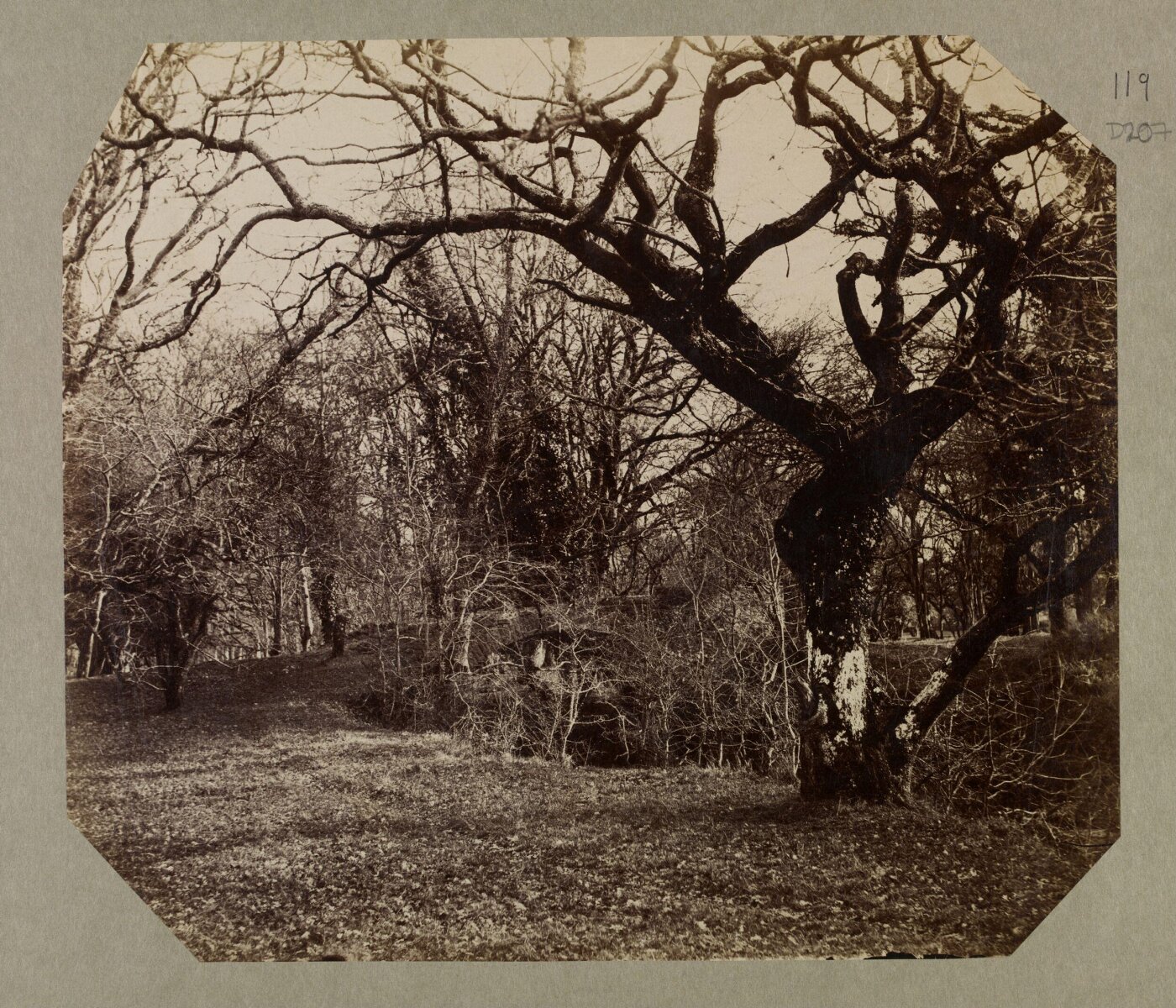 Clementina, Lady Hawarden, Photograph