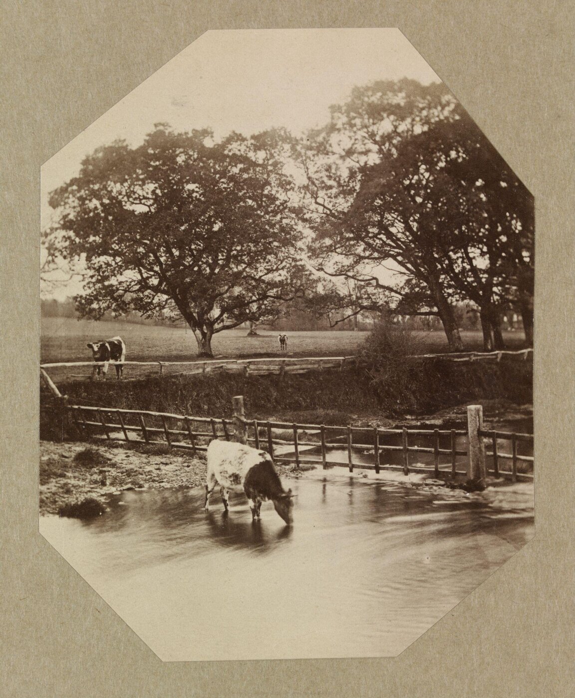 Clementina, Lady Hawarden, Photograph