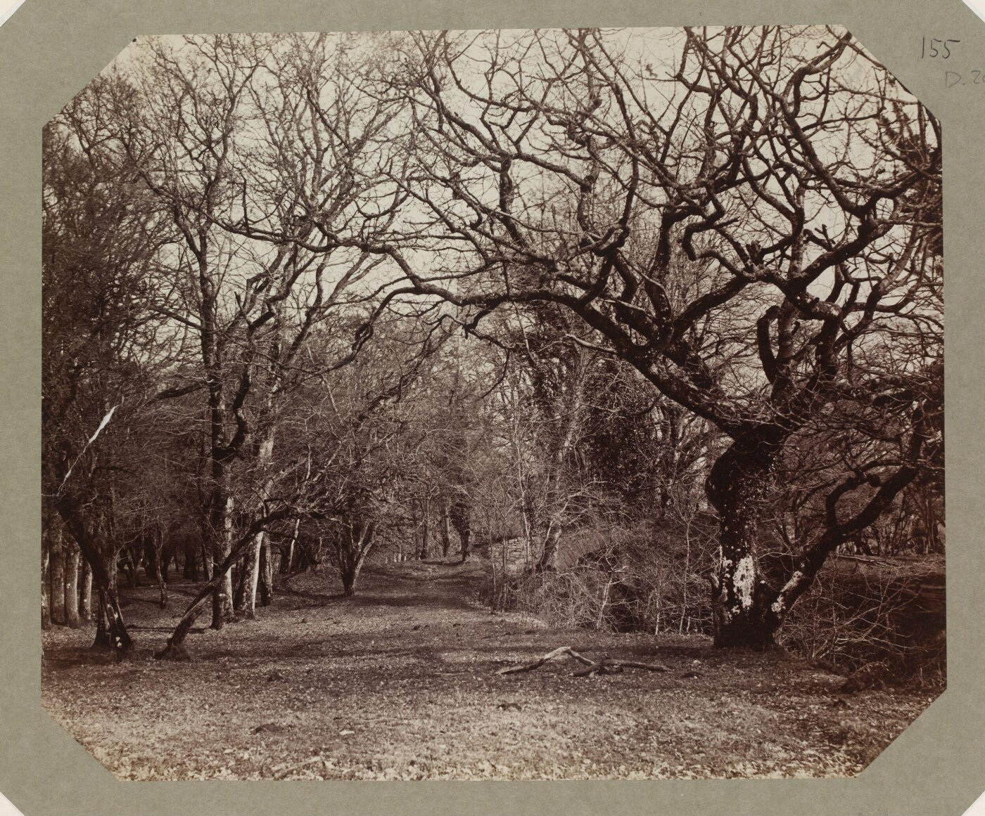 Clementina, Lady Hawarden, Photograph
