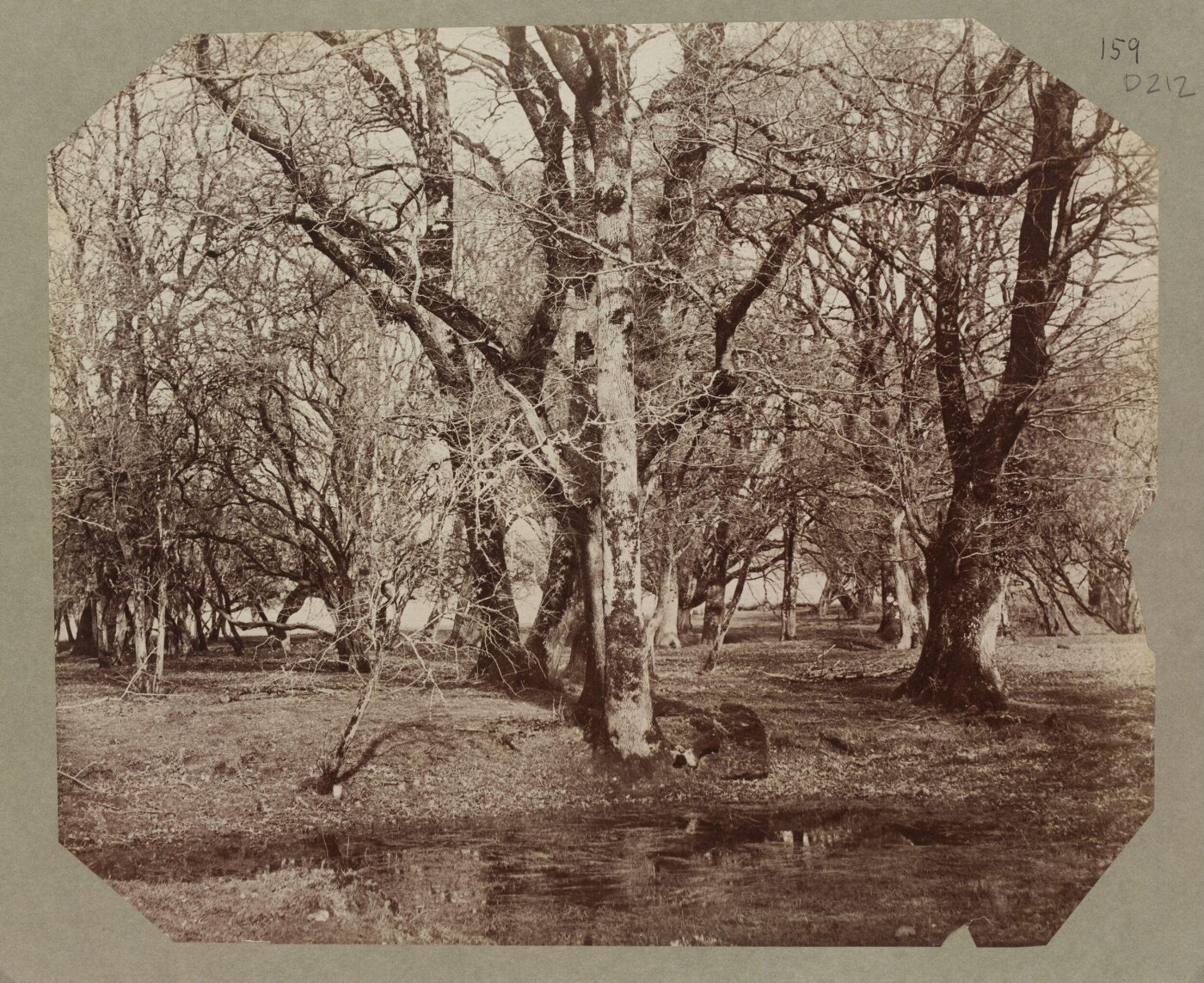 Clementina, Lady Hawarden, Photograph