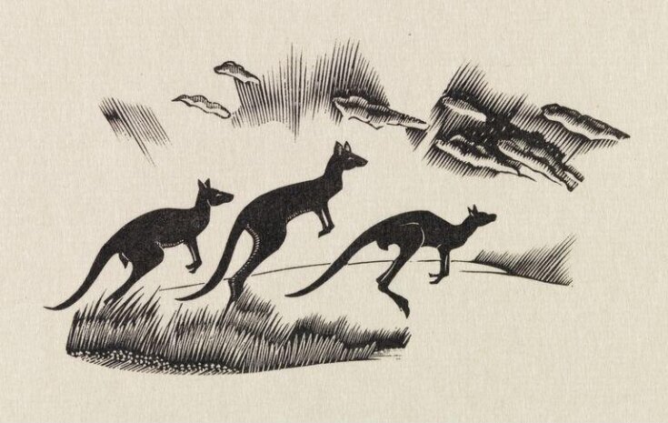Kangaroos top image