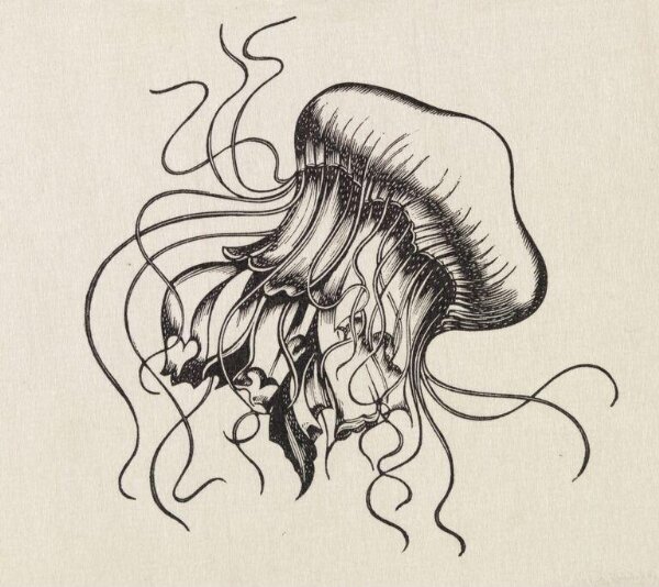 Jellyfish | Robert Gibbings | V&A Explore The Collections