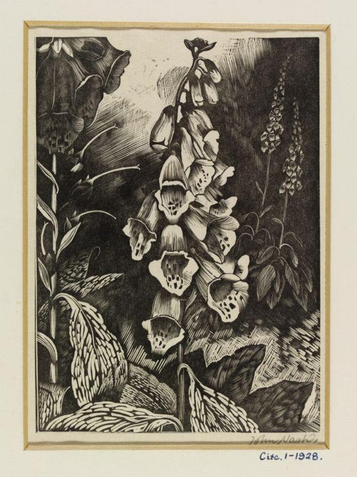 Foxglove, Poisonous Plant top image