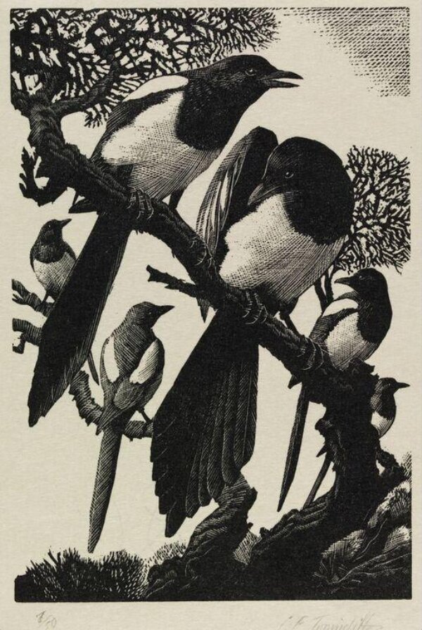 Print Tunnicliffe V&A Explore The Collections