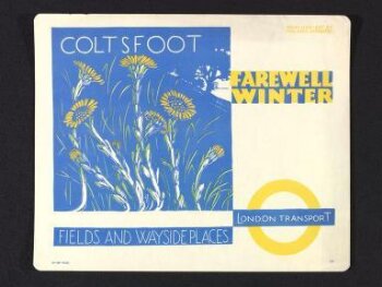 Coltsfoot - farewell winter