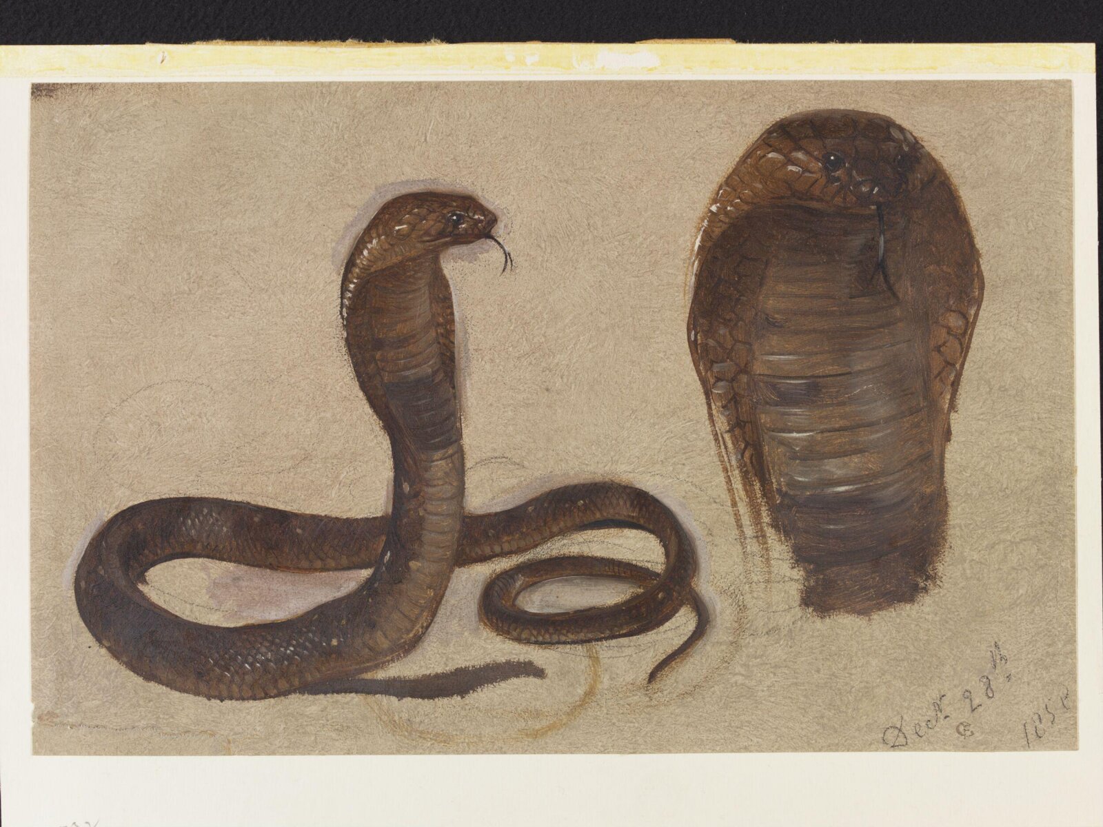 Study of an Egyptian Cobra, Frederick Goodall, 1858