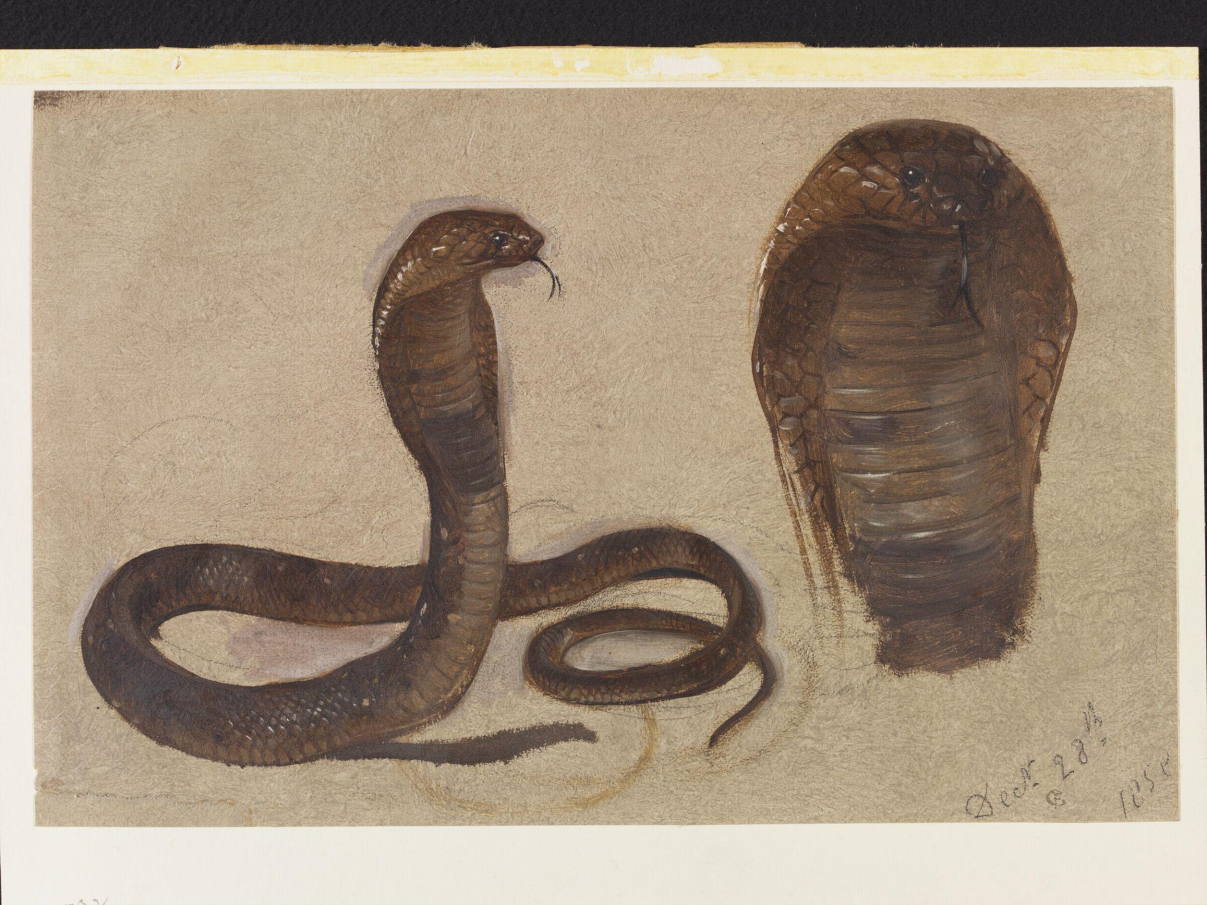Study of an Egyptian Cobra, Frederick Goodall, 1858