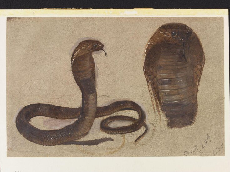Study of an Egyptian Cobra top image