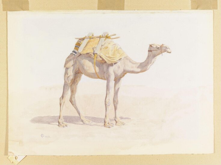 Baggage Camel top image