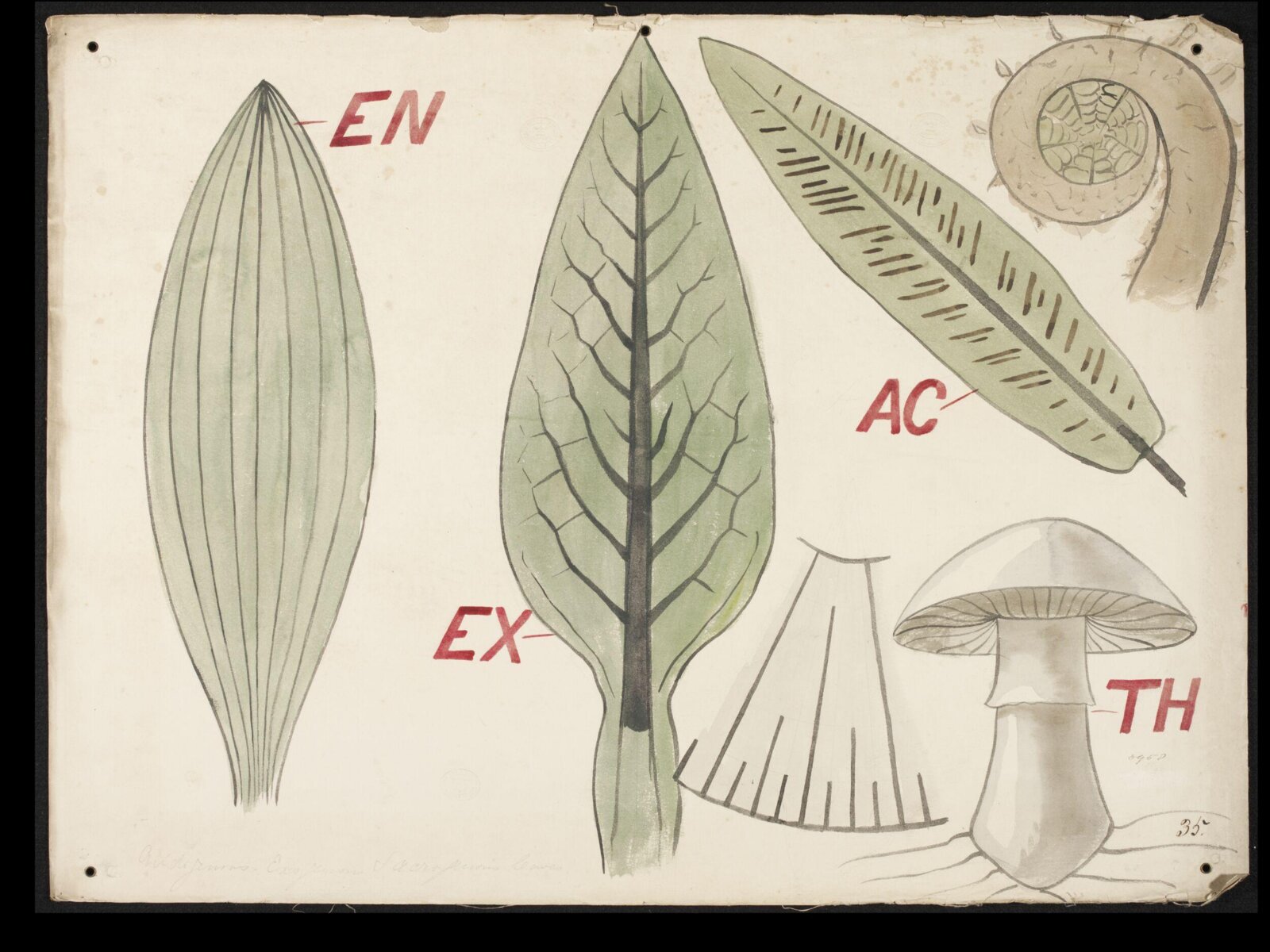 Botanical diagram, Christopher Dresser, ca. 1855