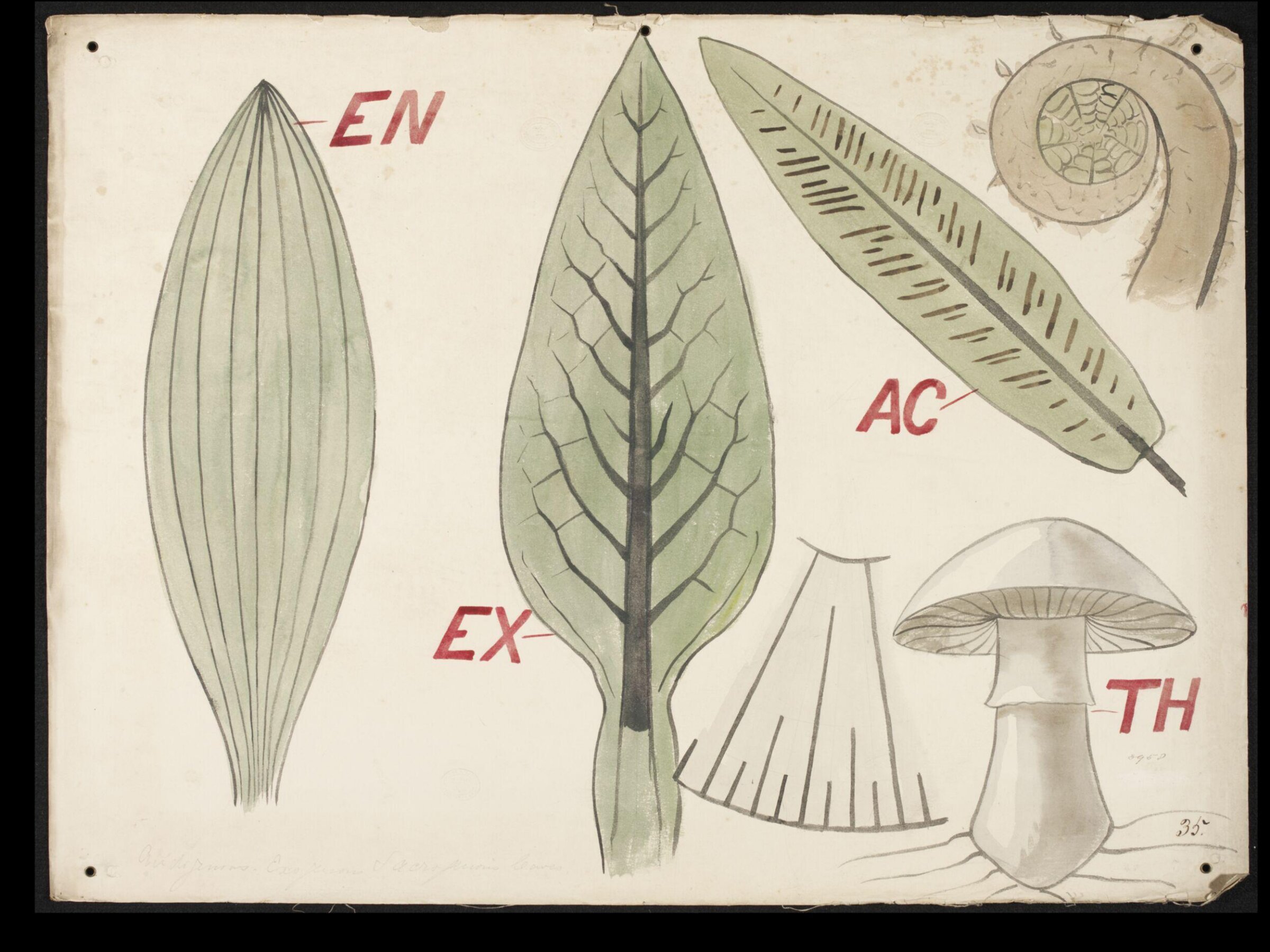 Botanical diagram, Christopher Dresser, ca. 1855