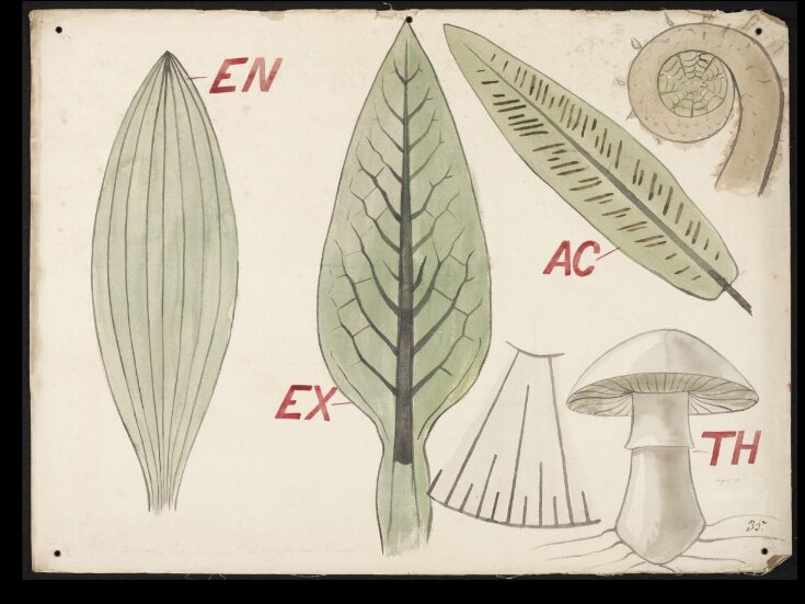 Botanical diagram top image