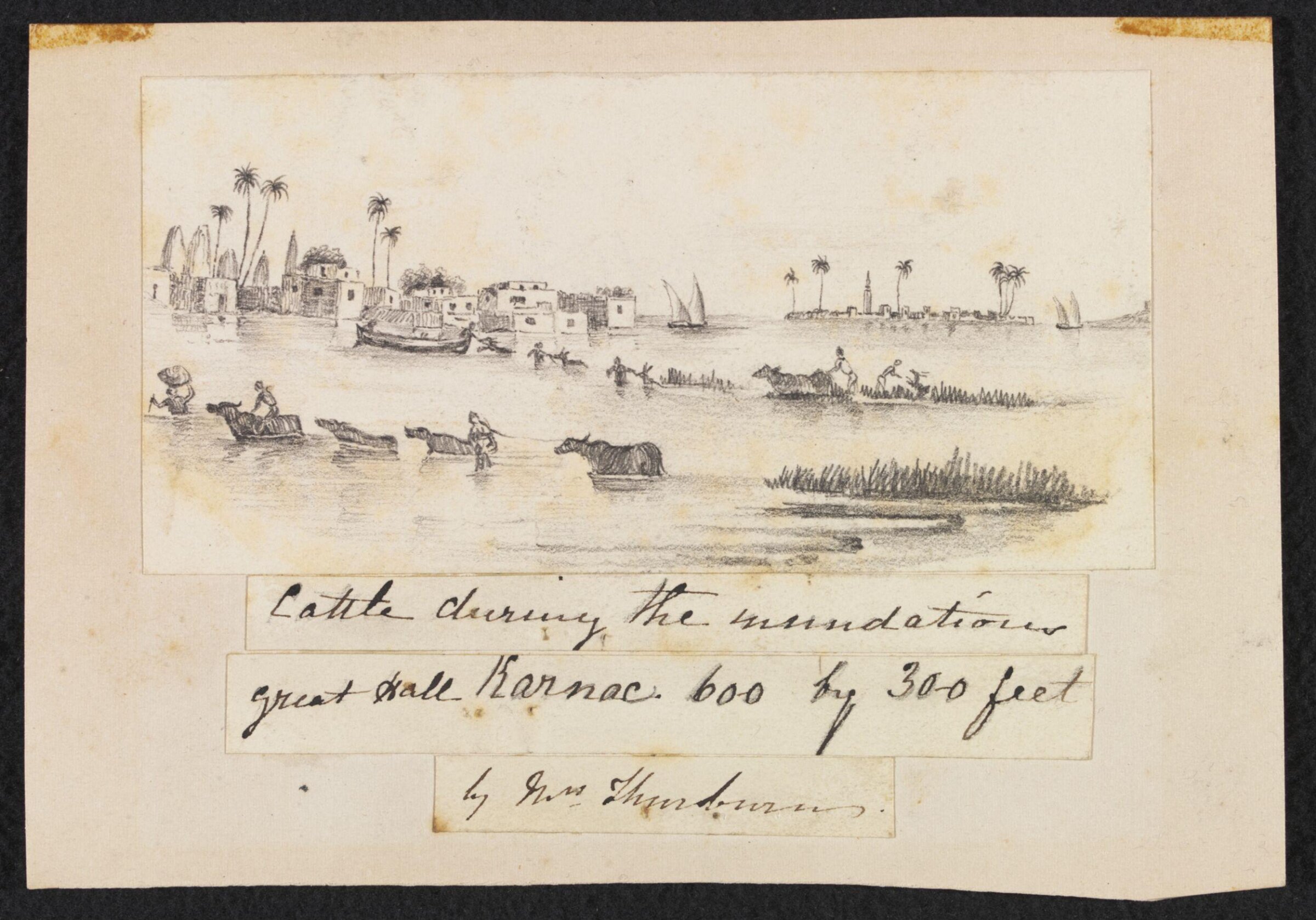 Cattle during the inundations, Thurburn, ca. 1839