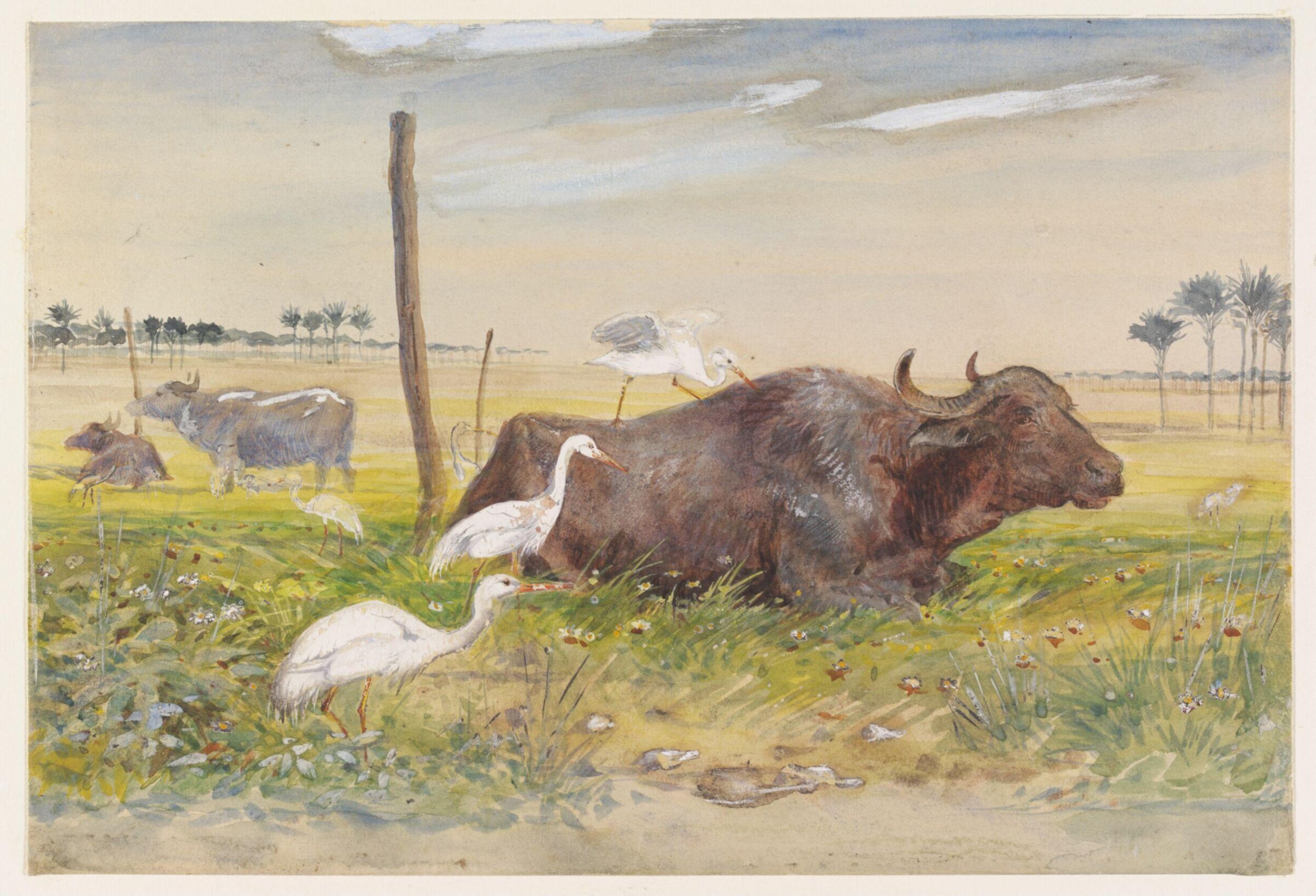 Cattle Egrets (Buff-backed Herons) with Egyptian Water-buffalo (Gamoose), Charles Whymper, 1900-1909