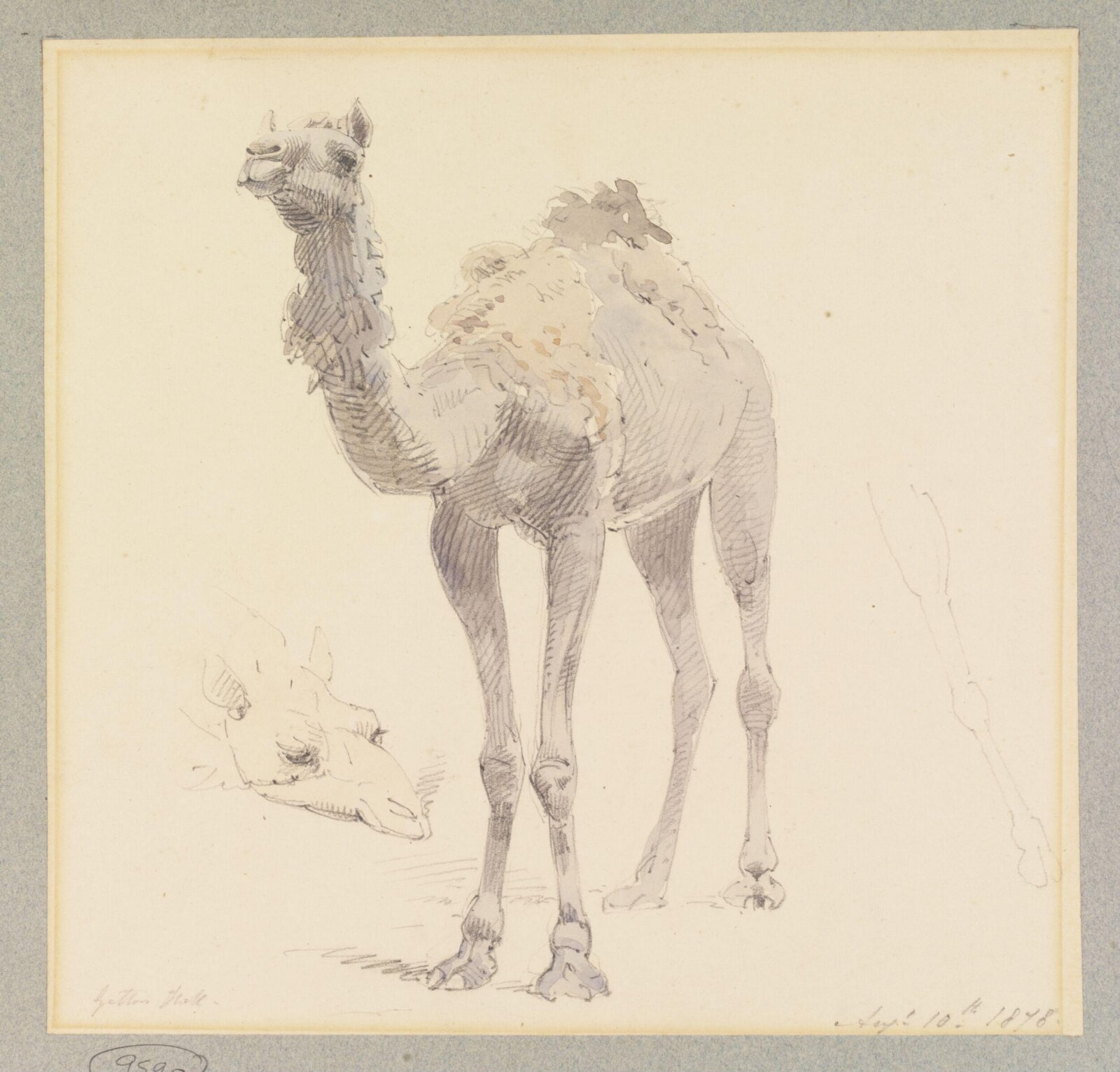 A Camel, William Strutt, 1878