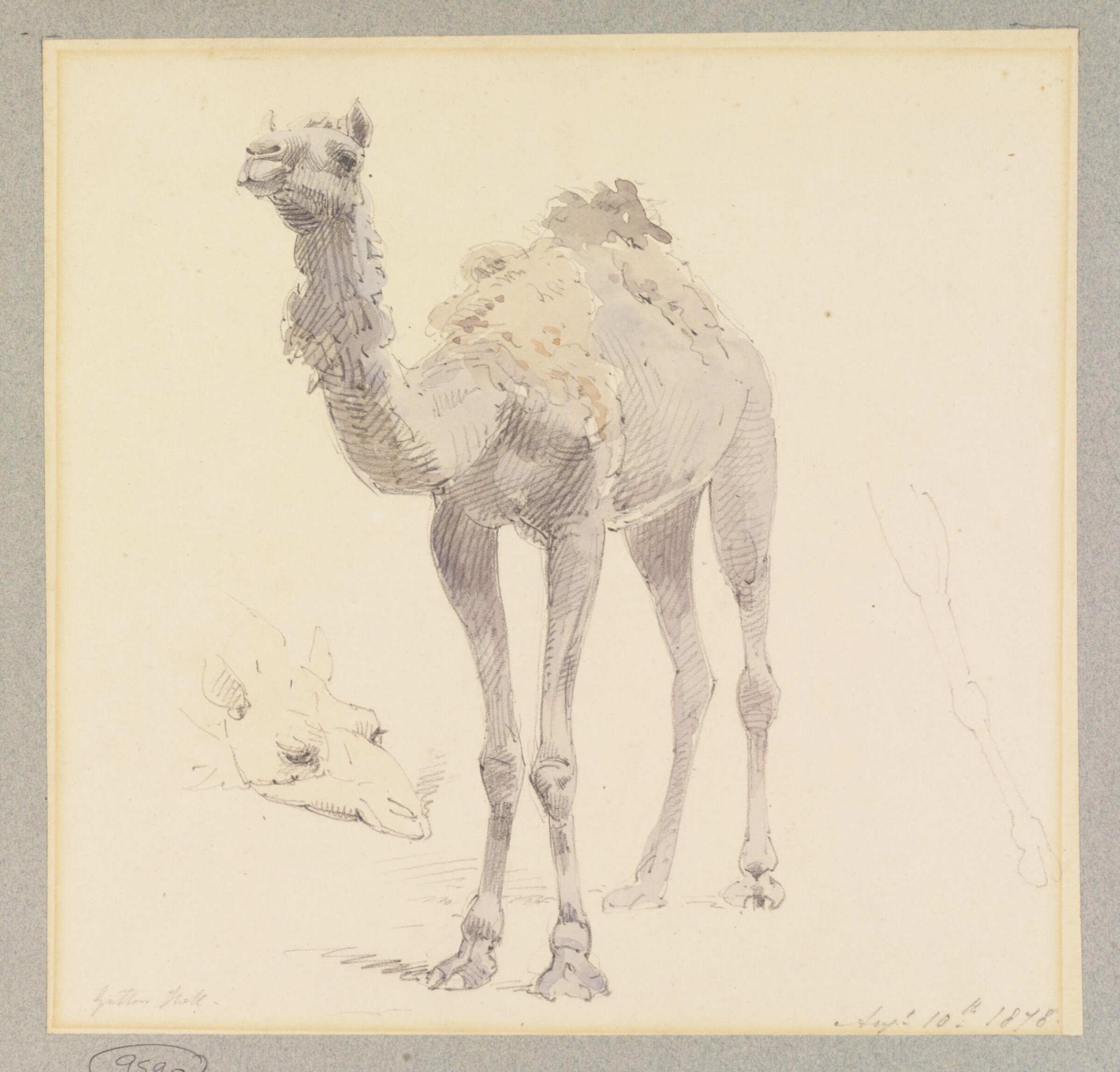 A Camel, William Strutt, 1878