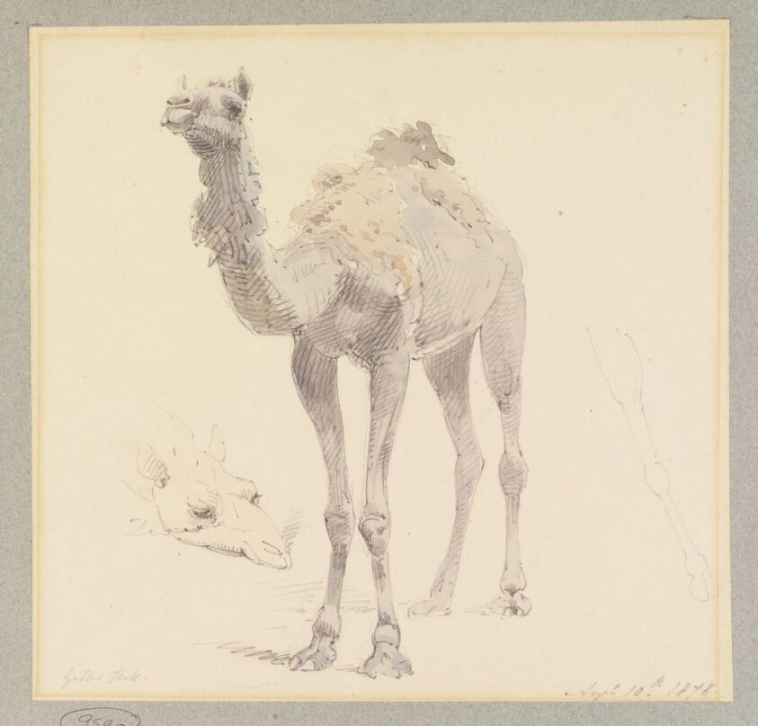 A Camel (1878) by Jacob George Strutt