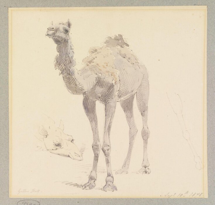 A Camel top image