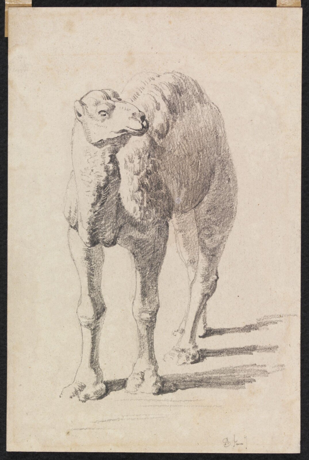 Camel, Frederick Alfred Slocombe, late 19th century