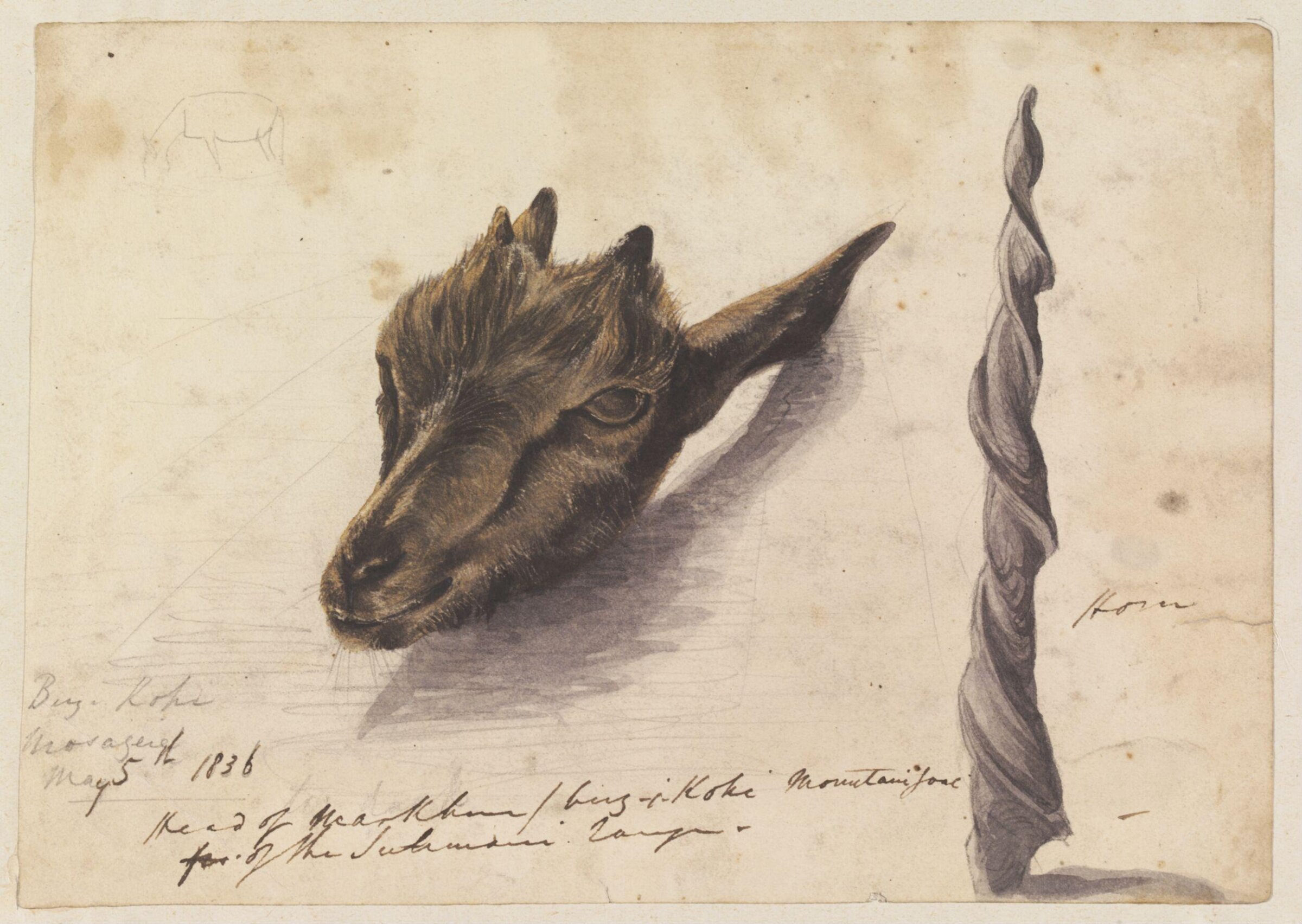 Head of Markhour/birz-i-Kohi[?] Mountain goat of the Sulimani range, Godfrey Thomas Vigne, 1836