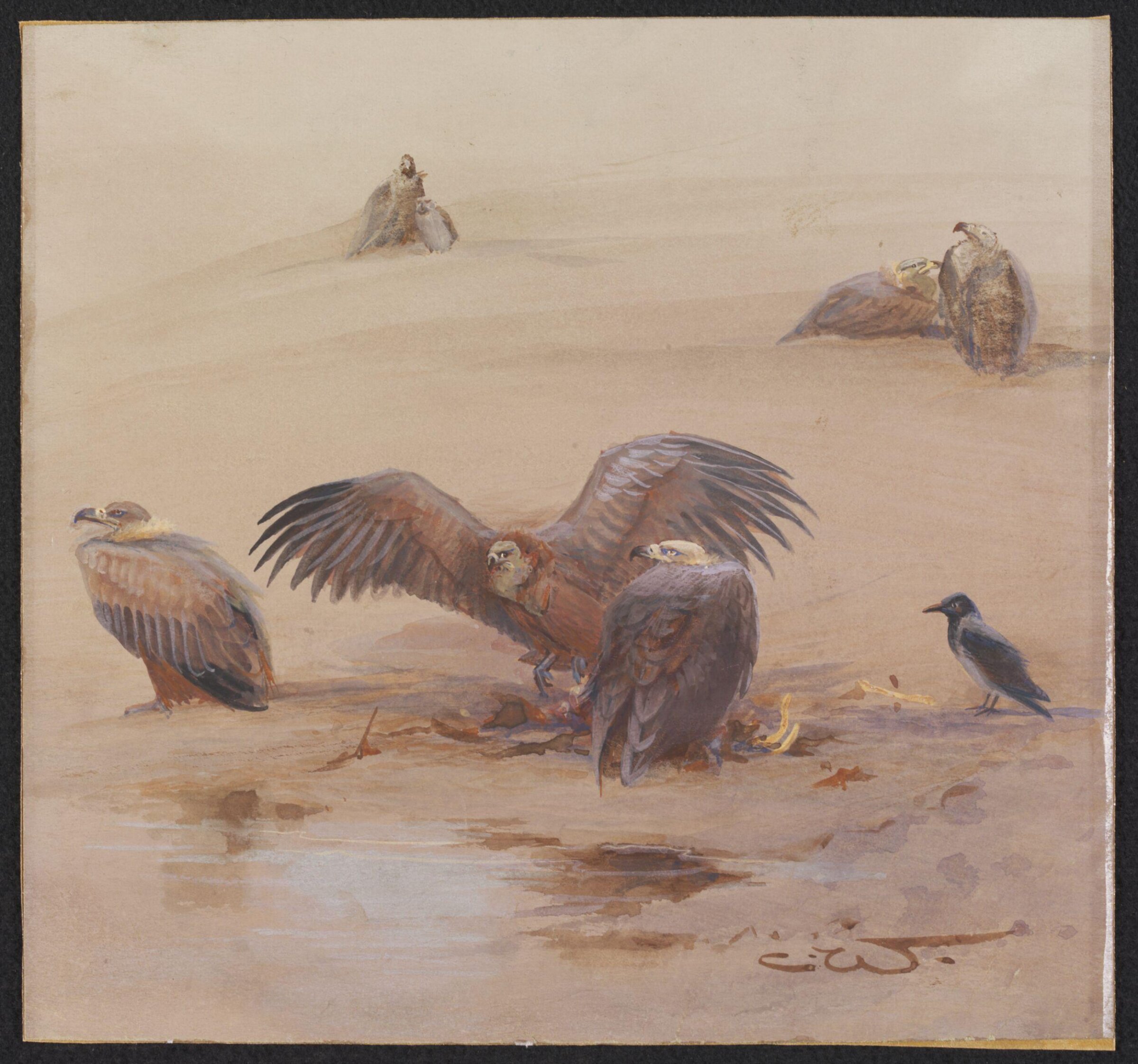 Griffon Vultures with an Egyptian Crow, Charles Whymper, 1900-1909