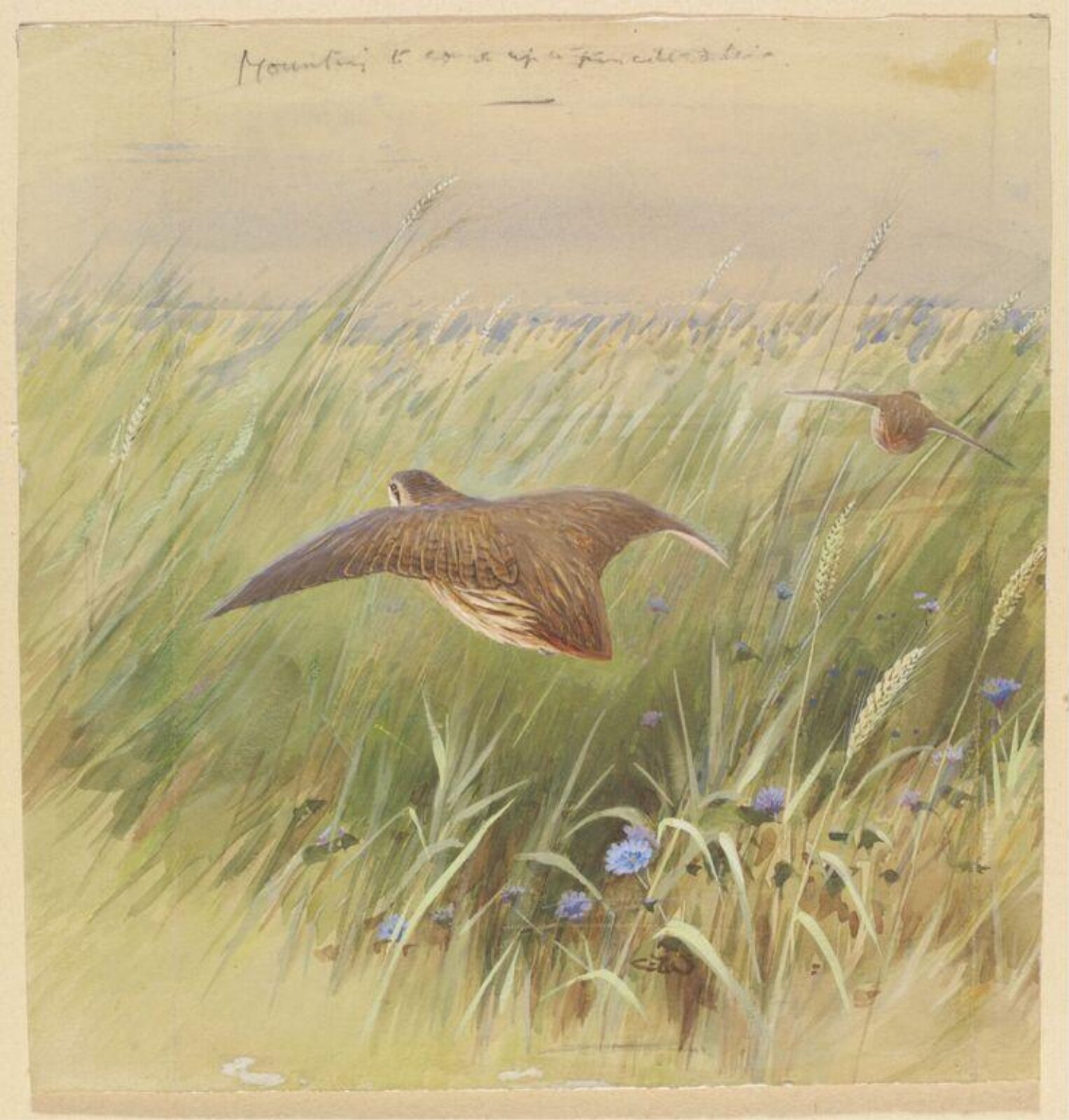 Flying Quail, Charles Whymper, 1900-1909
