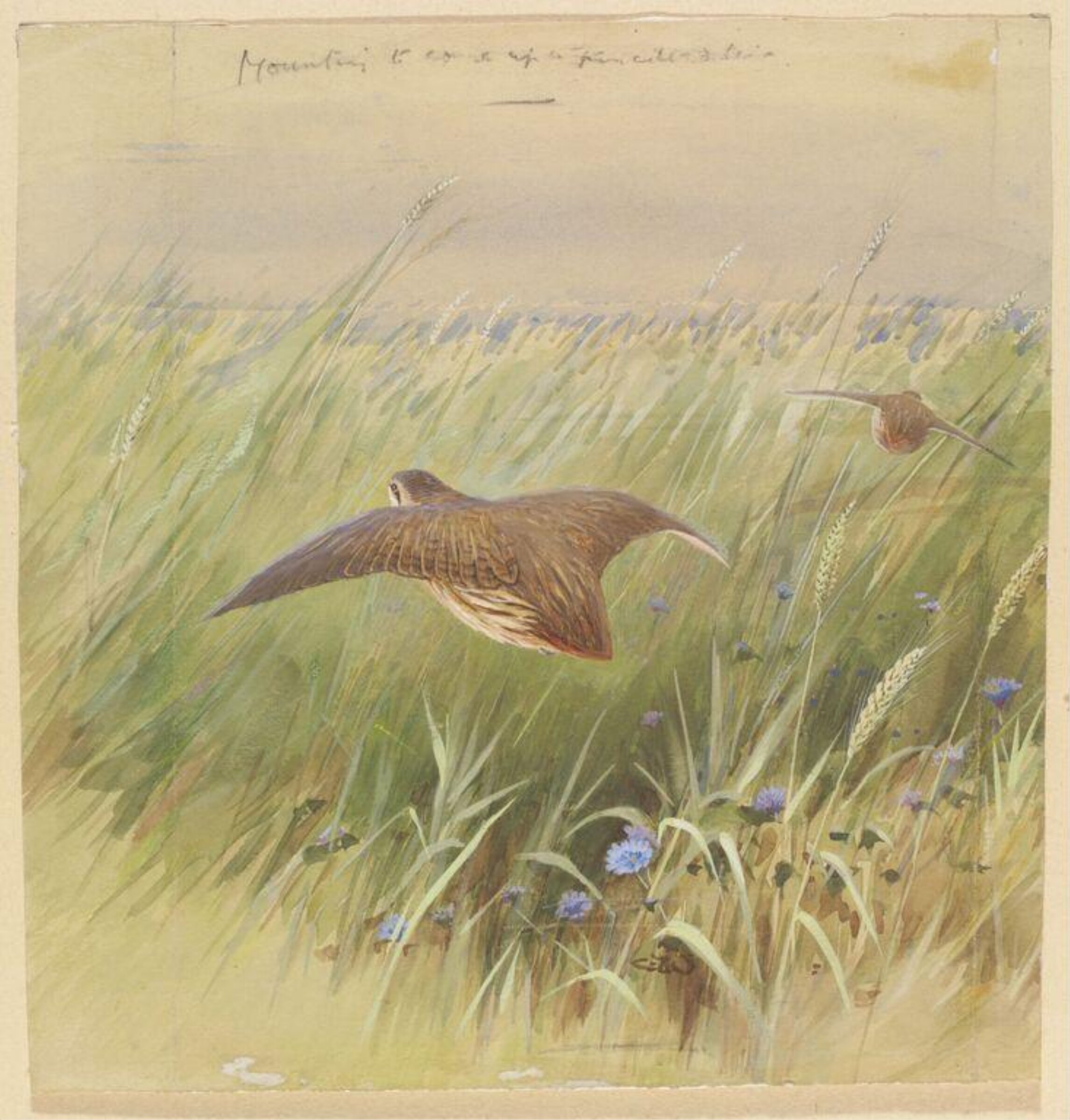 Flying Quail, Charles Whymper, 1900-1909