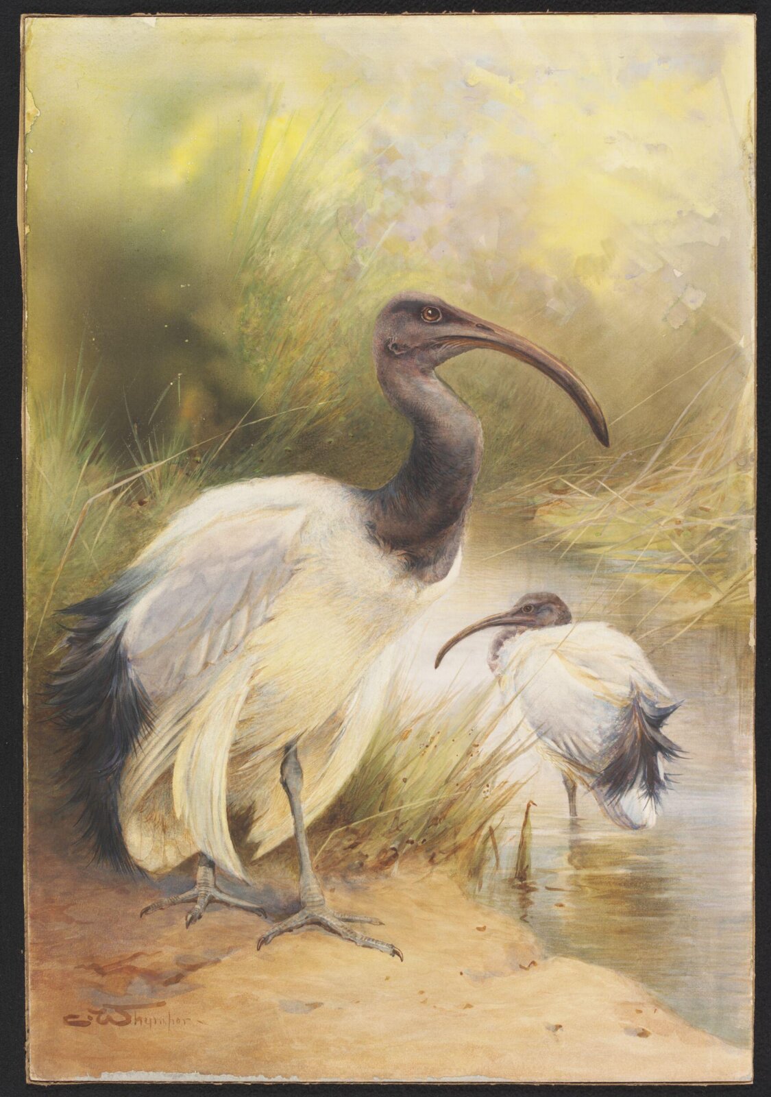 The Egyptian Sacred Ibis, Charles Whymper, 1900-1909