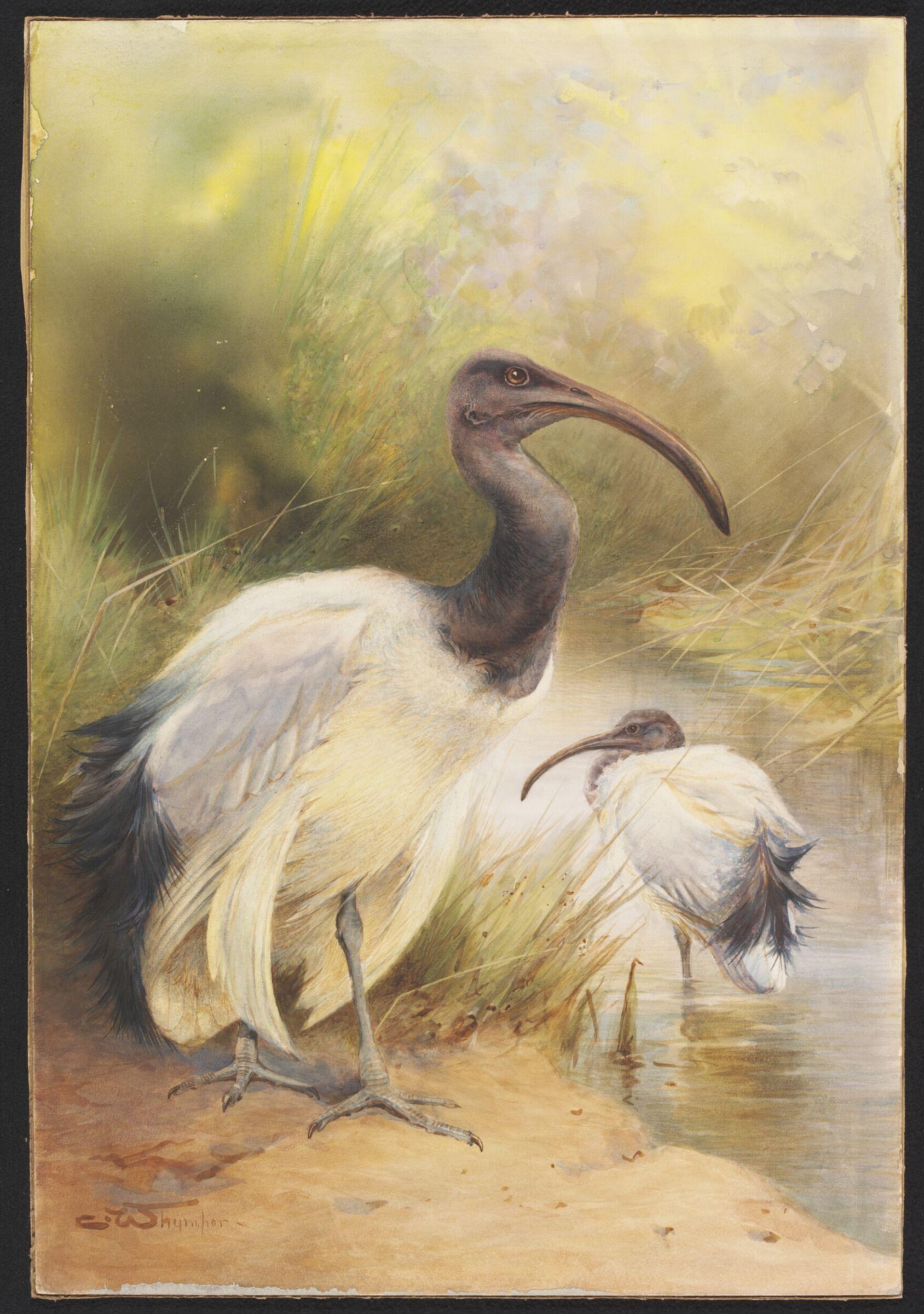 The Egyptian Sacred Ibis, Charles Whymper, 1900-1909