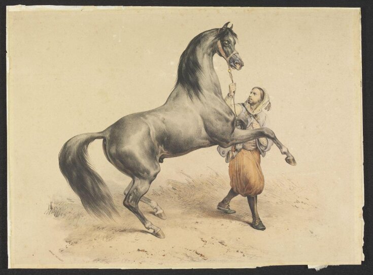 Rearing Arab horse held by groom top image