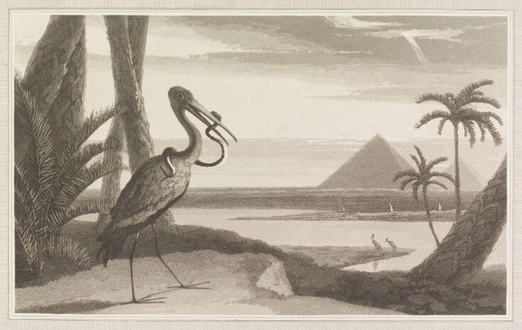 An Egyptian Ibis top image