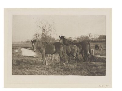 Colts on a Norfolk Marsh