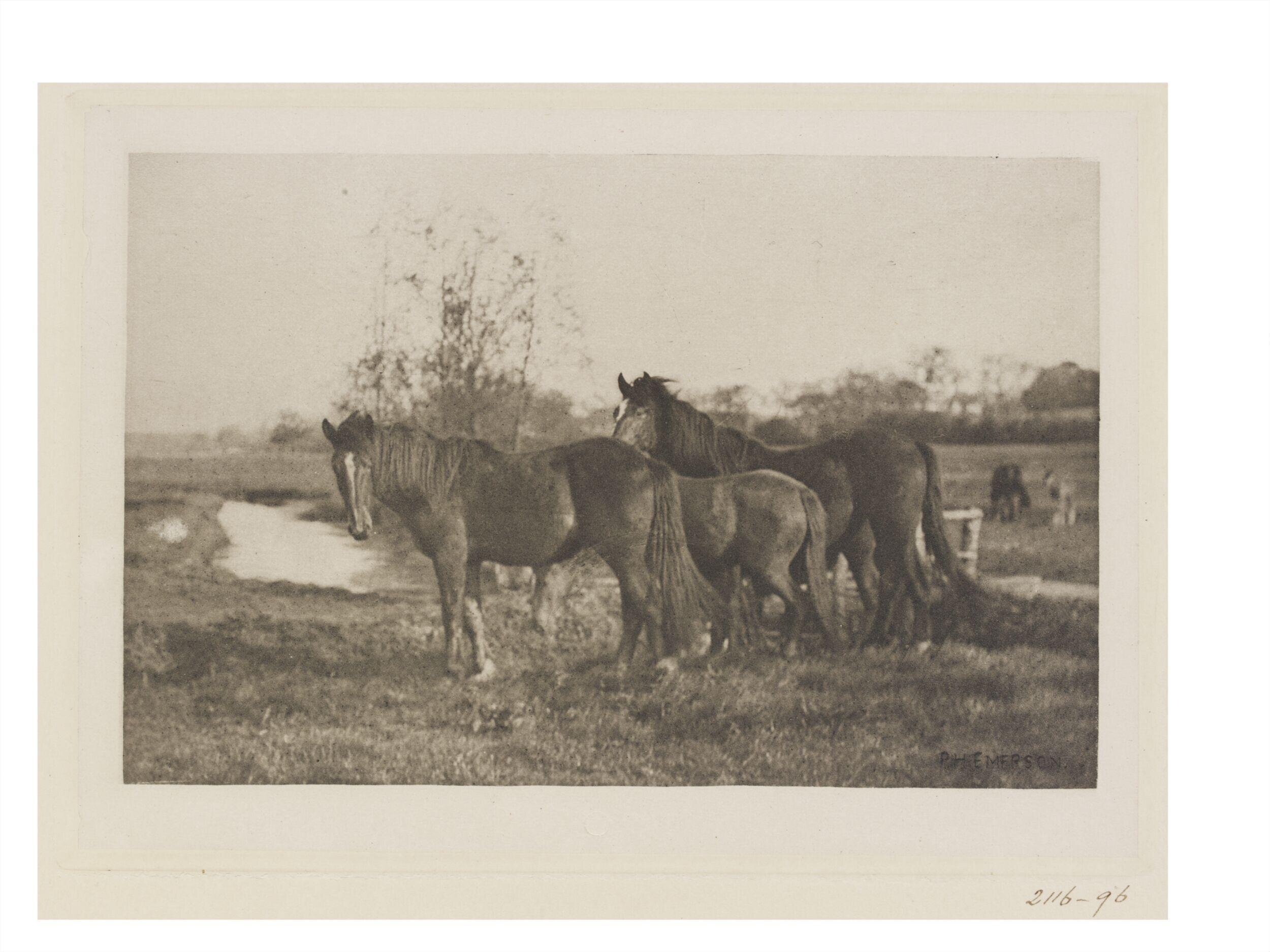Colts on a Norfolk Marsh