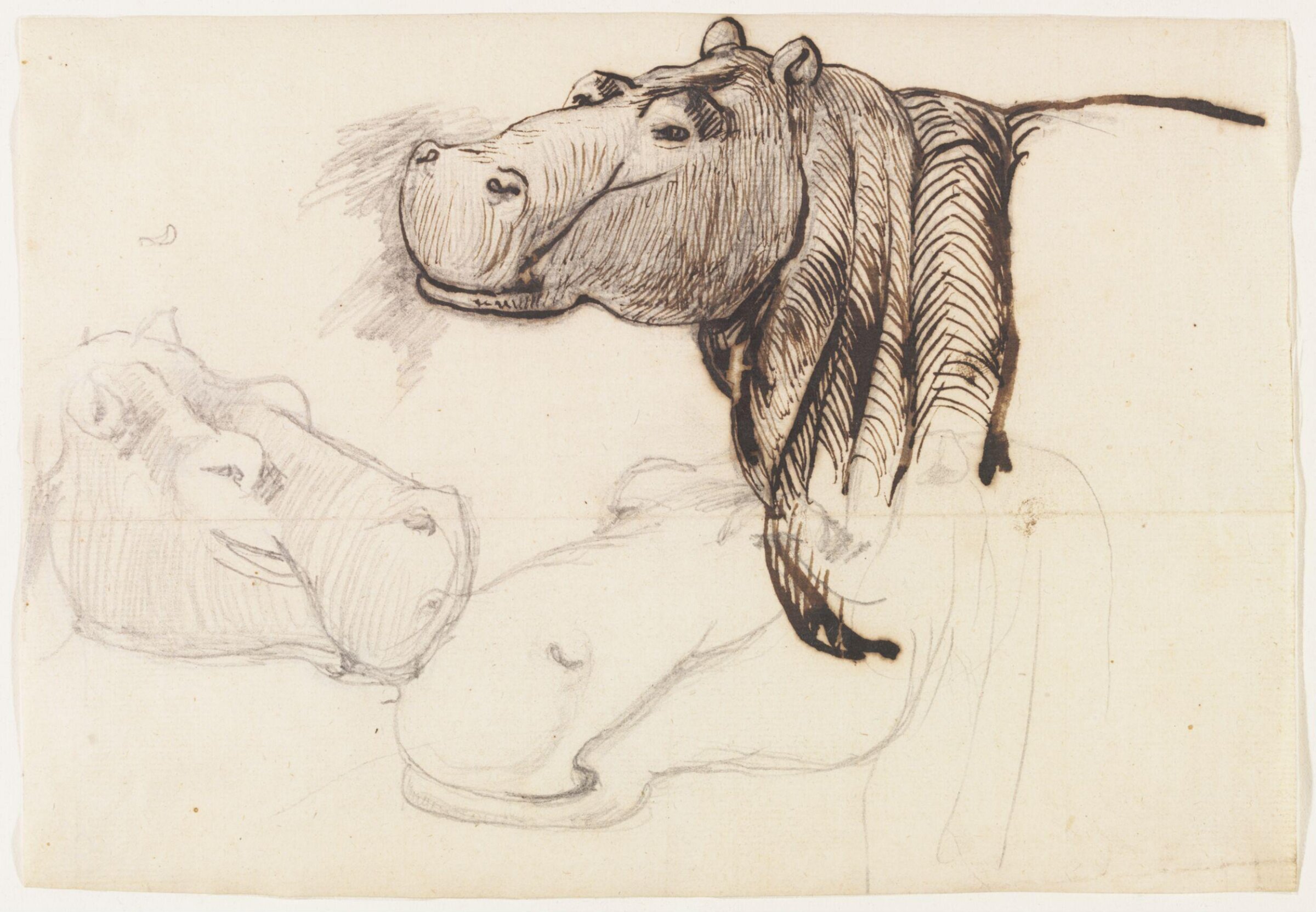 Study of a Hippopotamus, head and shoulders, Henry Salt, 1825
