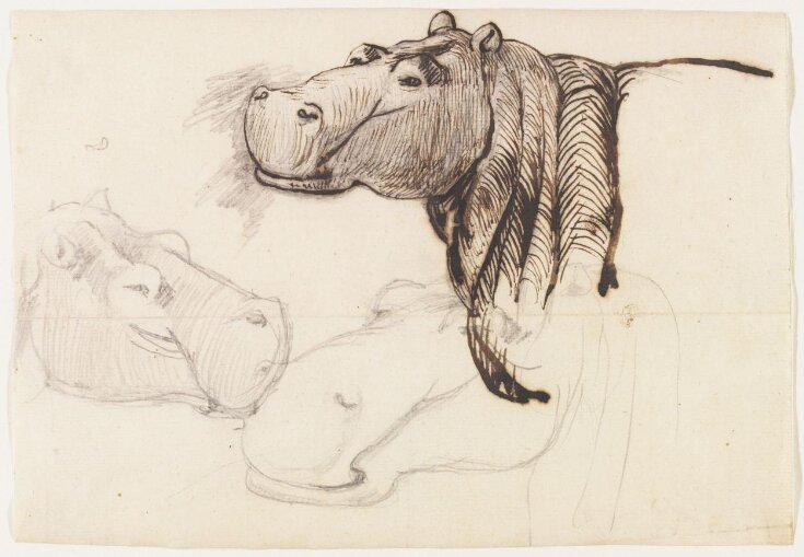 Study of a Hippopotamus, head and shoulders top image