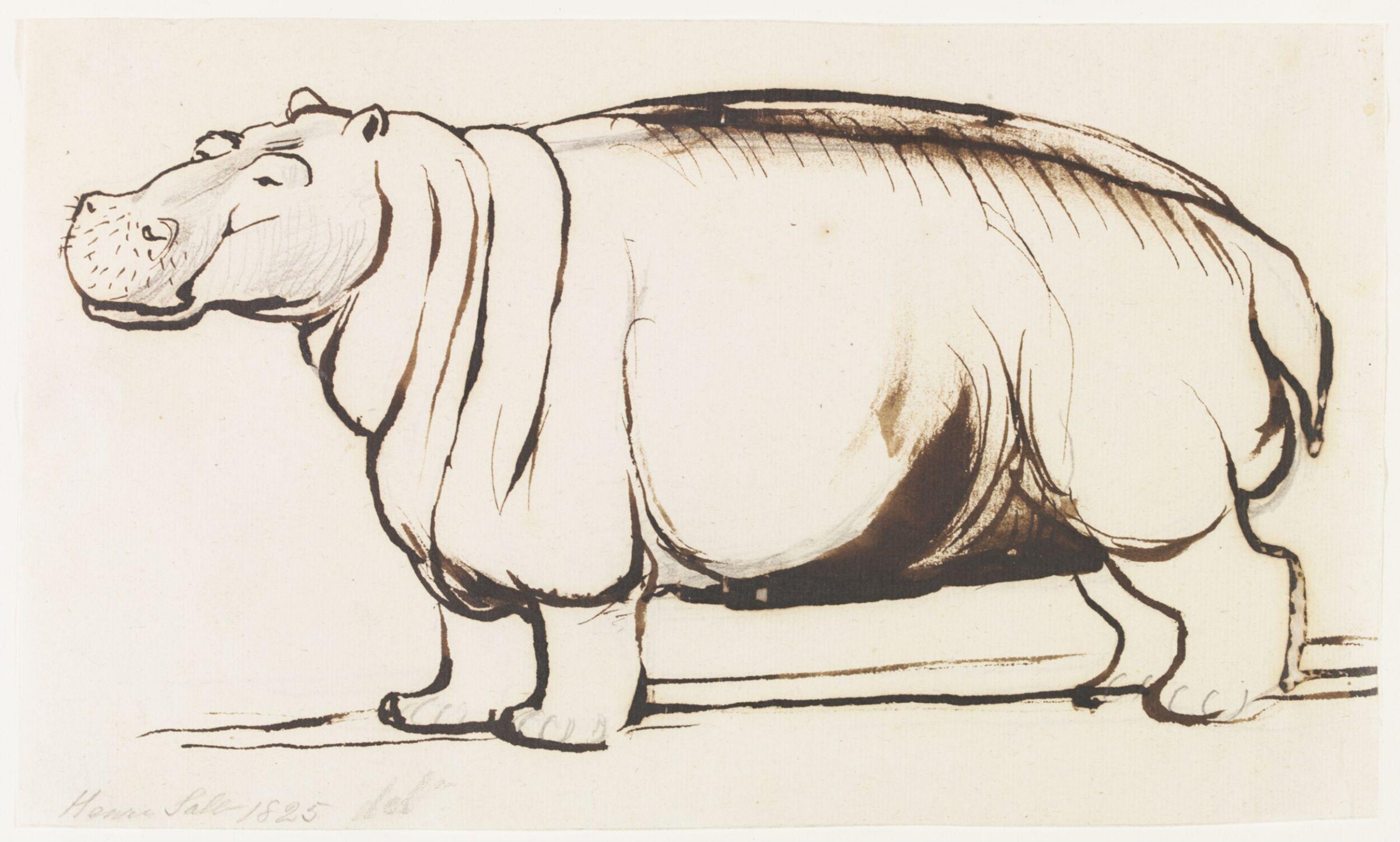 Study of a Hippopotamus, full length, Henry Salt, 1825