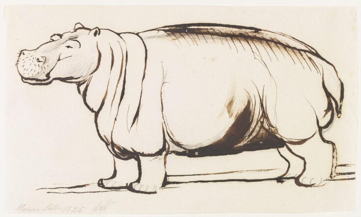 Study of a Hippopotamus, full length top image