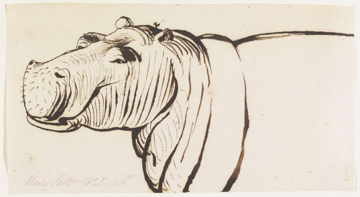 Studies of a Hippopotamus, one head and shoulders and two heads top image