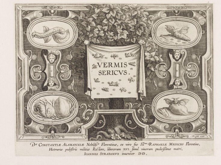 Title plate of Vermis Sericus top image