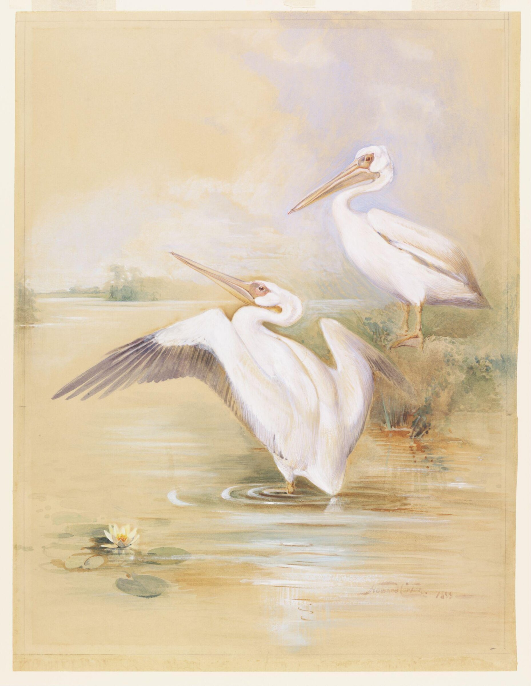 A pair of White Pelicans, Howard Carter, 1899