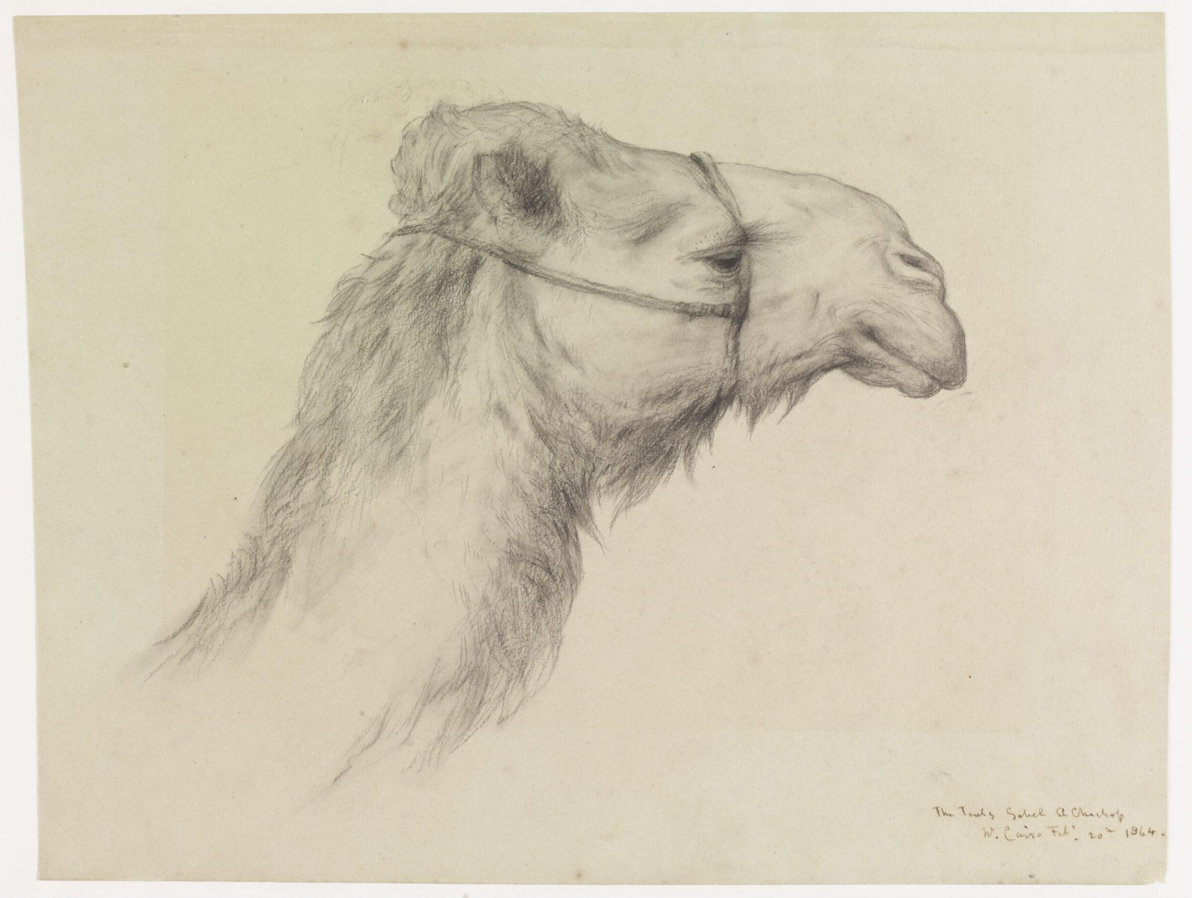 Head of a Camel, Elijah Walton, 1864
