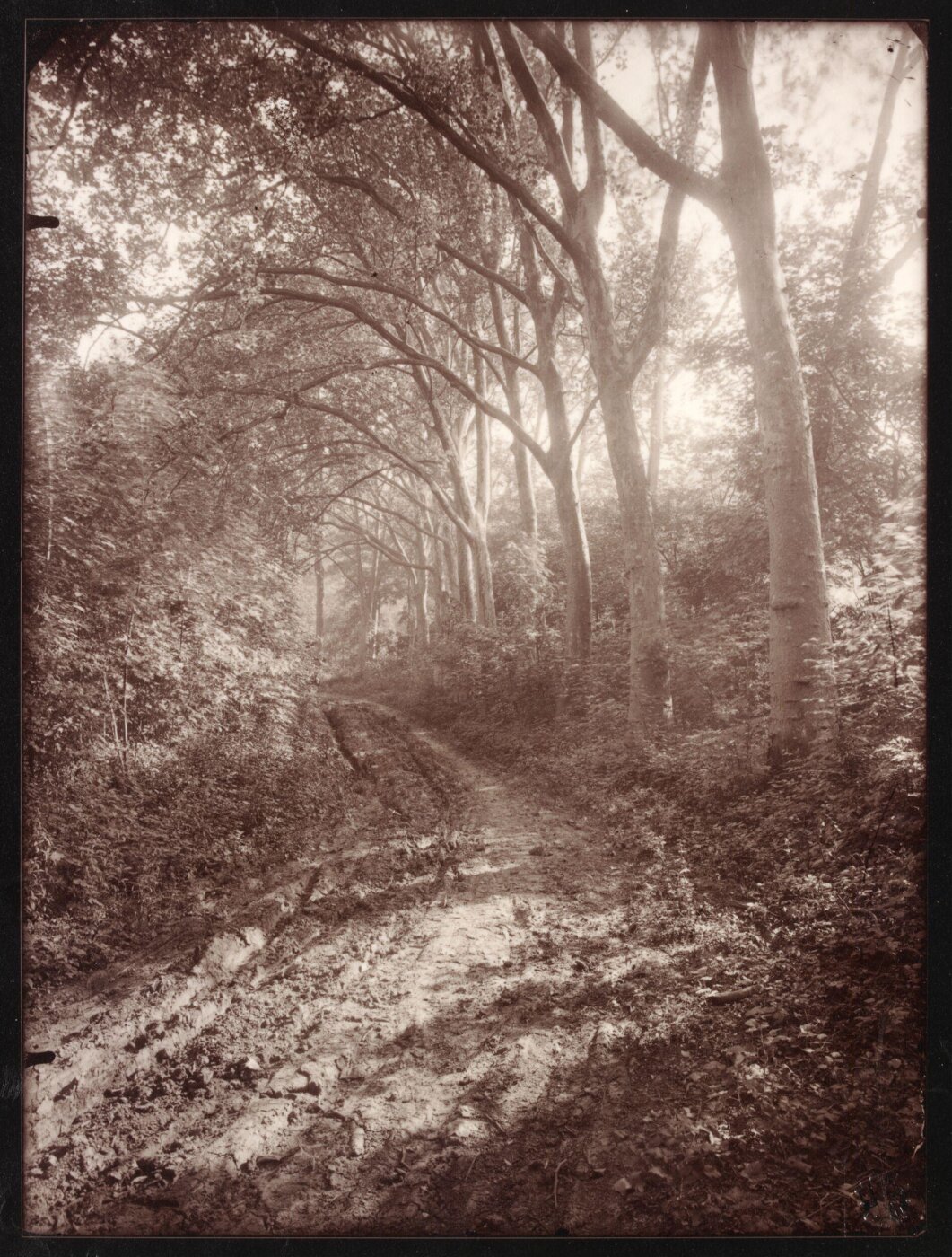 Atget, Jean-Eugène-Auguste, Parc de Sceaux, juin 7h. matin