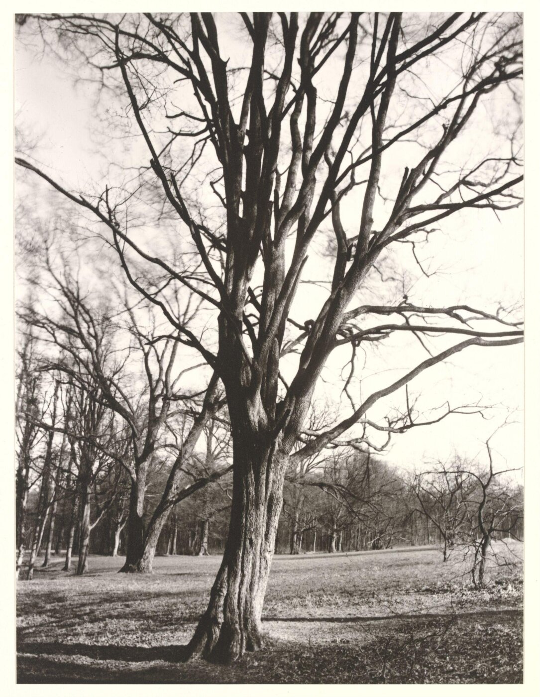 Atget, Jean-Eugène-Auguste, Environs of Paris