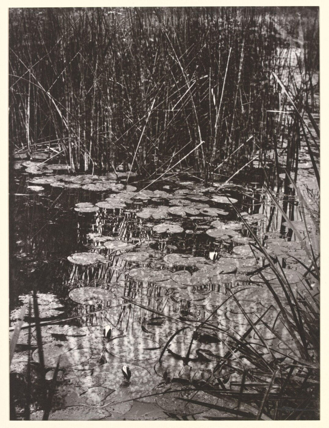 Atget, Jean-Eugène-Auguste, Nenuphars