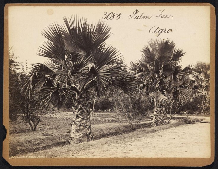 Palm Trees.  Agra top image