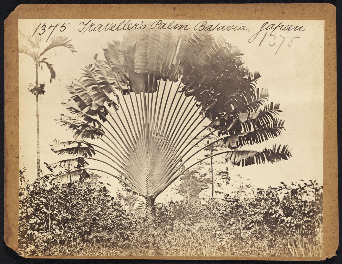 Francis Frith, Traveller's Palm Batavia. Japan