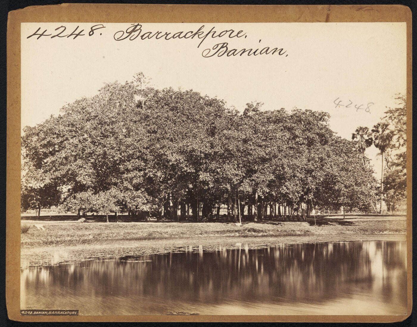 Francis Frith, Barrackpore.  Banian